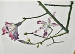 Vintage Framed Susan Fox Magnolia Tree Style Watercolor - Pencil Signed