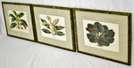 Antique Framed 1800's French L'illustration Horticole Botanical Prints - Set of 3