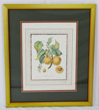 Vintage Framed French Fruit Botanical Langlois Prints - A Pair