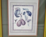 Vintage Framed French Fruit Botanical Langlois Prints - A Pair