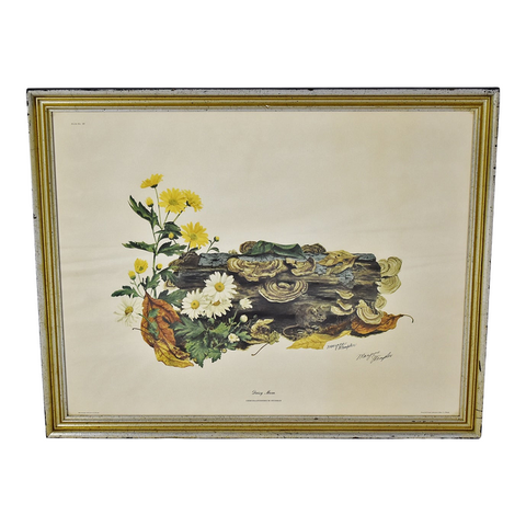 Vintage Framed Daisy Mum Chrysanthemum Hybrid Print by Maryrose Wampler - Signed